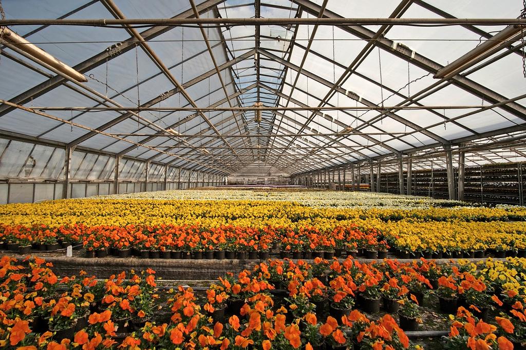 Paweł Nowak - Projektant Kompozycji Kwiatowych